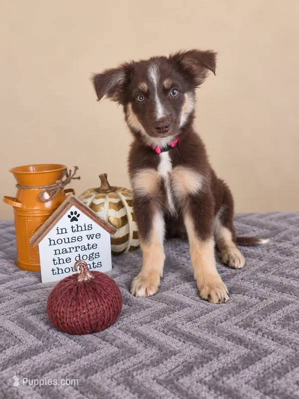 Winnie – Australian Shepherd puppy for sale in Louisville, KY