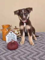 Winnie, a female Australian Shepherd for sale in Louisville, KY – 1 of 3
