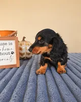 Link, a male Miniature Dachshund for sale in Louisville, KY – 2 of 5