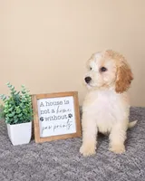 Angel, a female Miniature Goldendoodle for sale in Louisville, KY – 5 of 5