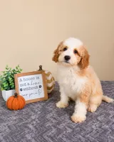 Mac, a male Miniature Goldendoodle for sale in Louisville, KY – 3 of 4