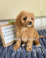 Sir Butters, a male Cavapoo for sale in Louisville, KY – 3 of 4