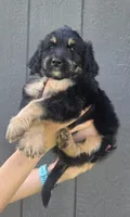 Benny, a male Miniature Bernedoodle for sale in Louisville, KY – 5 of 5