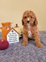 Penny , a female Cavapoo for sale in Louisville, KY – 3 of 3
