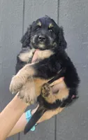 Benny, a male Miniature Bernedoodle for sale in Louisville, KY – 3 of 4