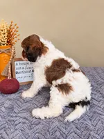 Birdie, a female Cavapoo for sale in Louisville, KY – 4 of 4