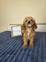 Cash, a male Cavapoo for sale in Louisville, KY – 2 of 3