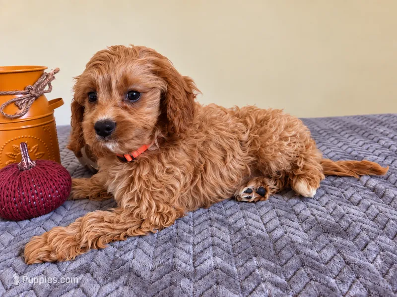 Gilmore – Cavapoo puppy for sale in Louisville, KY