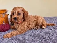 Gilmore, a male Cavapoo for sale in Louisville, KY – 1 of 3