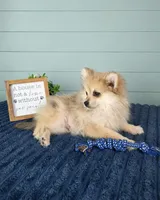 Caspian, a male Pomeranian for sale in Louisville, KY – 3 of 4
