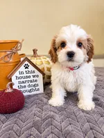 Casper, a male Cavapoo for sale in Louisville, KY – 2 of 3