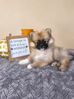 Benson, a male Pomeranian for sale in Louisville, KY – 3 of 3