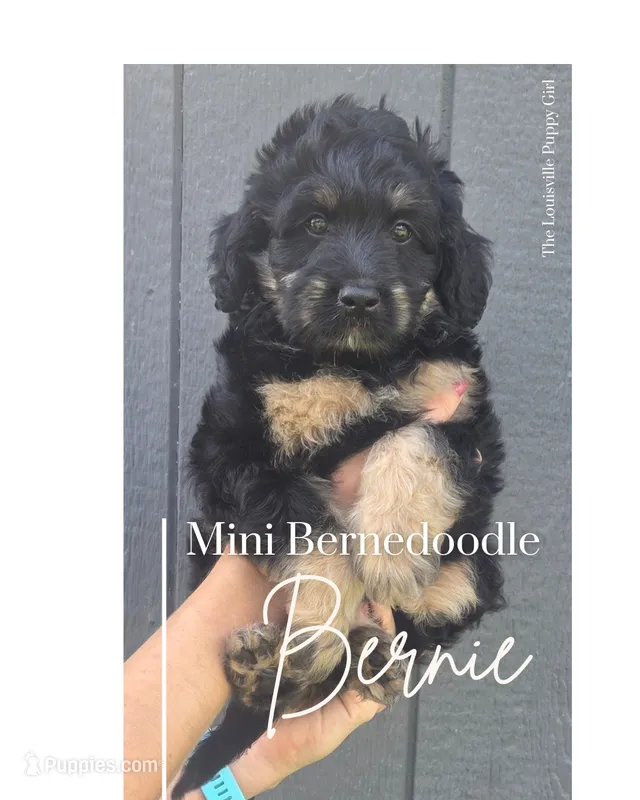 Bernie – Miniature Bernedoodle puppy for sale in Louisville, KY