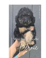 Bernie, a male Miniature Bernedoodle for sale in Louisville, KY – 1 of 4