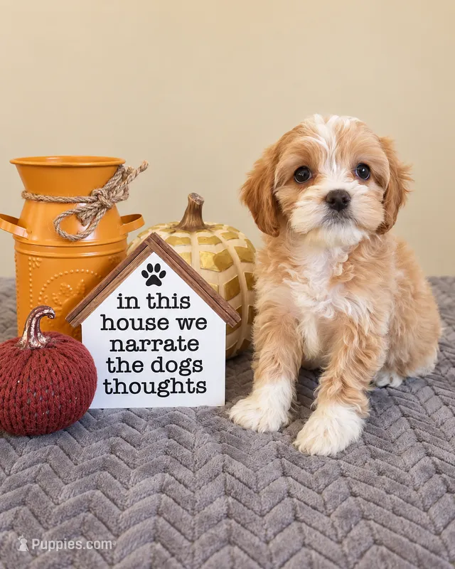 Tink – Cavapoo puppy for sale in Louisville, KY