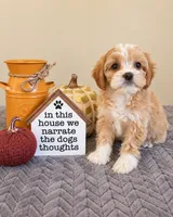 Tink, a female Cavapoo for sale in Louisville, KY – 1 of 3