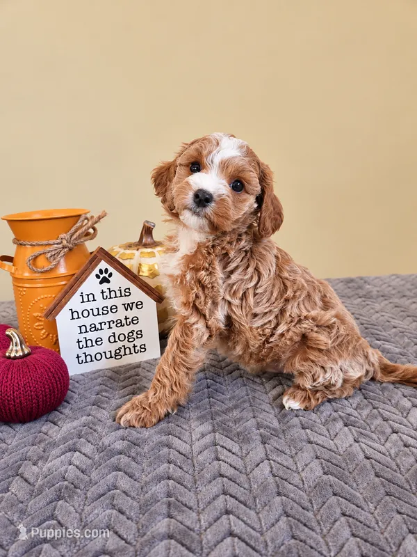 Cookie – Cavapoo puppy for sale in Louisville, KY
