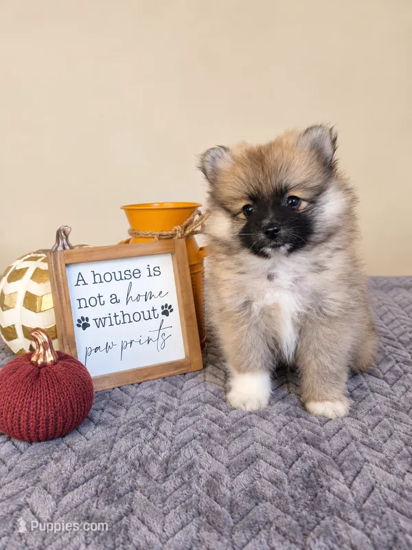Benson – Pomeranian puppy for sale in Louisville, KY