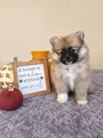 Benson, a male Pomeranian for sale in Louisville, KY – 1 of 3