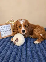 Kramer, a male Cavapoo for sale in Louisville, KY – 2 of 2