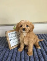 Sir Butters, a male Cavapoo for sale in Louisville, KY – 3 of 3