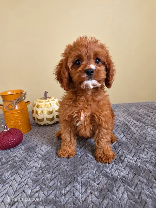 Luke – Cavapoo puppy for sale in Louisville, KY