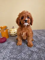 Luke, a male Cavapoo for sale in Louisville, KY – 1 of 4