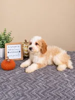 Mac, a male Miniature Goldendoodle for sale in Louisville, KY – 2 of 4