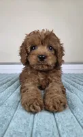 Charlie, a male Cavapoo for sale in Louisville, KY – 4 of 5
