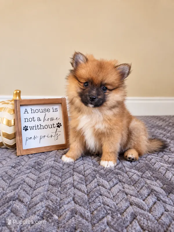 Mars – Pomeranian puppy for sale in Louisville, KY