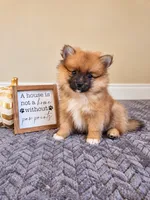 Mars, a male Pomeranian for sale in Louisville, KY – 1 of 4