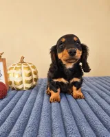 Link, a male Miniature Dachshund for sale in Louisville, KY – 5 of 5