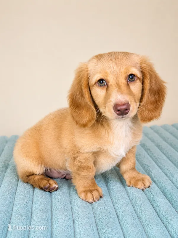 Dexter – Miniature Dachshund puppy for sale in Louisville, KY