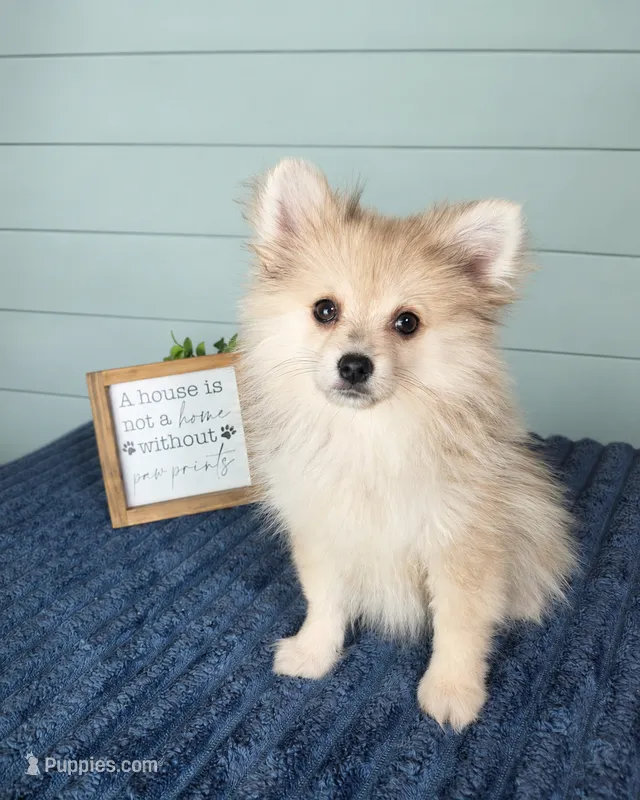 Caspian – Pomeranian puppy for sale in Louisville, KY