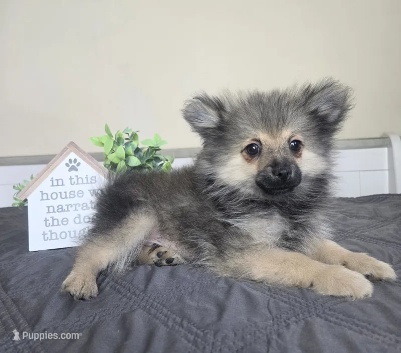 Snickers – Cavapoo puppy for sale in Louisville, KY