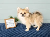Caspian, a male Pomeranian for sale in Louisville, KY – 2 of 4