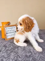 Chloe, a female Cavapoo for sale in Louisville, KY – 2 of 4