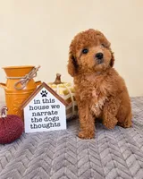 Binx, a male Cavapoo for sale in Louisville, KY – 2 of 3