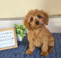 Clark, a male Cavapoo for sale in Louisville, KY – 6 of 7