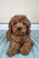 Charlie, a male Cavapoo for sale in Louisville, KY – 5 of 5