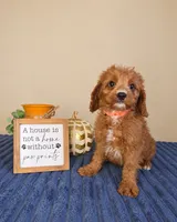 George, a male Cavapoo for sale in Louisville, KY – 2 of 3