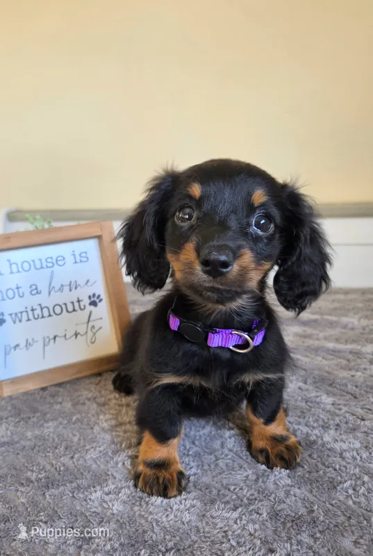 Clover- AKC – Miniature Dachshund puppy for sale in Louisville, KY