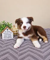 Murphy, a male Australian Shepherd for sale in Louisville, KY – 3 of 3