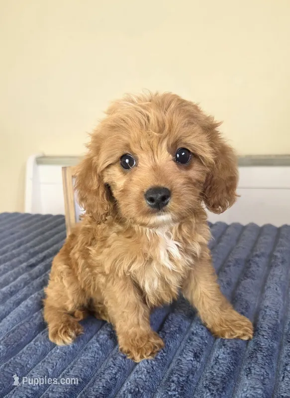 Bennett – Cavapoo puppy for sale in Louisville, KY