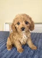 Bennett, a male Cavapoo for sale in Louisville, KY – 1 of 4