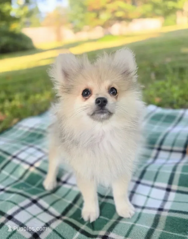 Caspian – Pomeranian puppy for sale in Louisville, KY