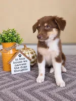 Olive, a female Australian Shepherd for sale in Louisville, KY – 3 of 3