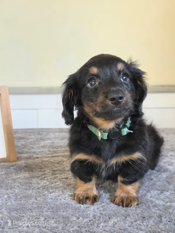 Chai- AKC – Miniature Dachshund puppy for sale in Louisville, KY