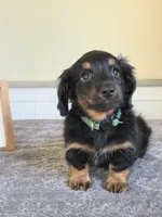 Chai- AKC, a female Miniature Dachshund for sale in Louisville, KY – 1 of 6