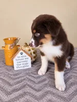 Remy, a male Australian Shepherd for sale in Louisville, KY – 2 of 3